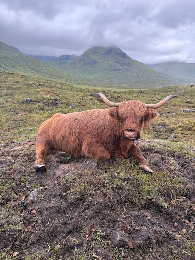 Photo from customer review